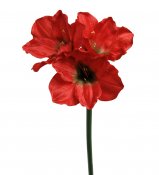 Röd amaryllis kvist konstblomma - 65 cm