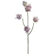 Kvist med lila, ljuslila eternell blommor - 55 cm