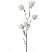 Kvist med vita eternell blommor - 55 cm