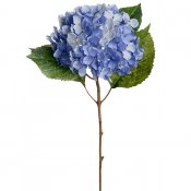 Blå Hortensia kvist med gröna löv - 40 cm hög