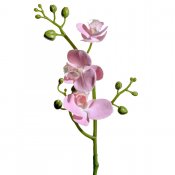 Rosa phalaenopsis kvist - 50 cm