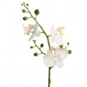 Vit phalaenopsis kvist - 50 cm