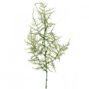 Plumosus, fjädersparris grön konstväxt kvist 50 cm hög