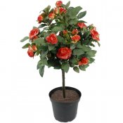 Orange stamros, Konstväxt orange ros på stam - 45 cm hög