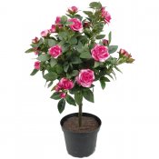 Rosa, cerise stamros, konstväxt med rosa rosor - 45 cm hög