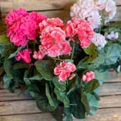 Blommande Krukväxter