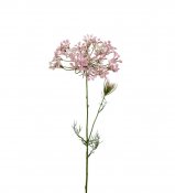 Rosa allium konstblomma 70 cm hög