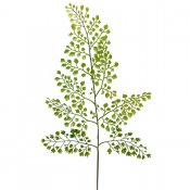 Gröna blad på kvist adiantum - 60 cm
