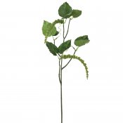 Grön amaranthuskvist med gröna löv och frökapslar - 55 cm