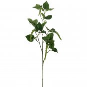 Grön amaranthuskvist med gröna löv och frökapslar - 70 cm