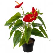 Röd Rosenkalla Anthurium konstgjord med gröna blad 35 cm - mr plant
