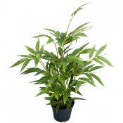 Bambu krukväxt med gröna blad - 45 cm hög