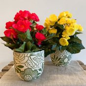 Begonia Fuchsia - 28 cm