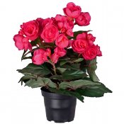 Fushsia Begonia konstgjord från Mr Plant - 28 cm hög