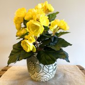 Begonia Gul - 28 cm