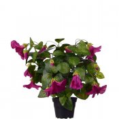 cerise Petunia konstblomma i kruka - 30 cm hög