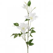 Clematis kvist med vita blommor gröna blad - 85 cm