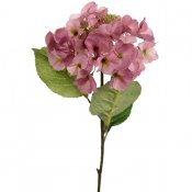 Gammelrosa hortensia på kvist - 45 cm