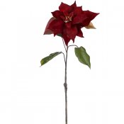 Mörkt Röd Julstjärna på Kvist med gröna blad - 50 cm mr plant