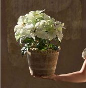 Julstjärna Vit - 45 cm - Konstgjord