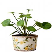 Kruka Lemona Bred S - Vit Grön Gul - Ø17cm