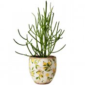 Kruka Lemona M - Vit Grön Gul - H17 cm