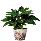 Kruka Spring Antik - Grön Rosa - Ø13xH11cm