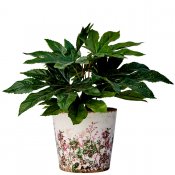 Kruka Spring Antik - Grön Rosa - Ø14xH13cm