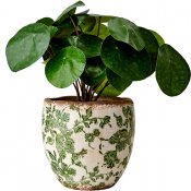 Kruka Victoria S - Vit Grön - H14 cm