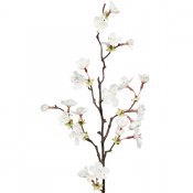 Körbärsblom kvist med vita blommor - 60 cm