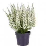 Konstgjord vit Ljung - ca 28cm hög från Mr Plant