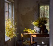 Mimosa Gul - 75 cm