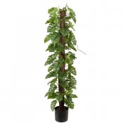 2st Monstera träd uppknutna på stam grön konstgjord från MR Plant - 120 cm