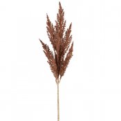 Pampasgräs i brun - 80 cm hög