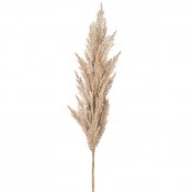 Pampasgräs i naturfärg - 120 cm hög