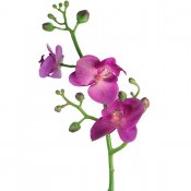 Cerise phalaenopsis kvist - 50 cm