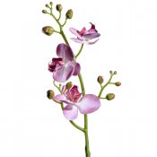 Lila phalaenopsis kvist - 50 cm