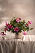 Petunia Rosa - 30 cm