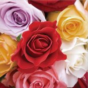 Servett med blandade rosor i röd, vit, gul och lila - 33x33 cm