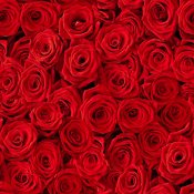 Röda servetter med röda rosor - 33x33 cm