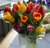 Tulpan Mix 3st Gul - 36 cm