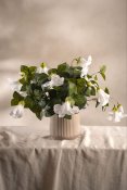 Petunia Vit - 30 cm