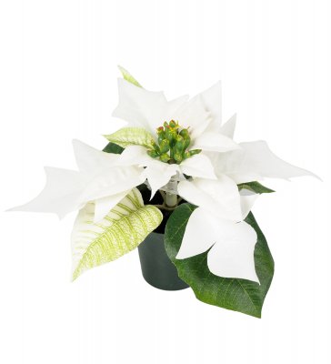 Liten vit julstjärna i kruka - 10 cm