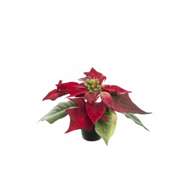 Liten röd julstjärna i kruka - 10 cm