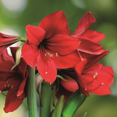 Servett med julmotiv med röda amaryllis
