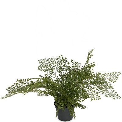 Grön hängväxt adiantum i kruka - 30 cm