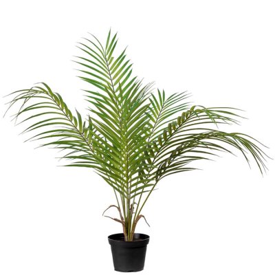 Bergspalm krukväxt med gröna blad - 55 cm hög