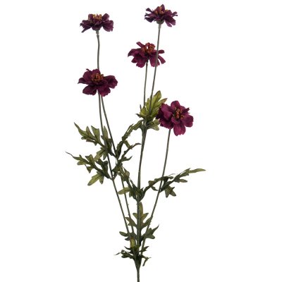 Vinröd coreopsis 75 cm hög - Konstblomma, konstväxt