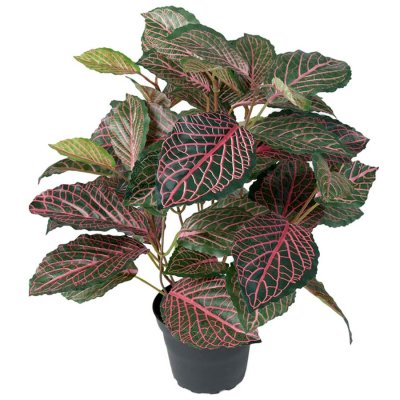 Konstväxt grön fittonia i plastkruka - 40 cm hög