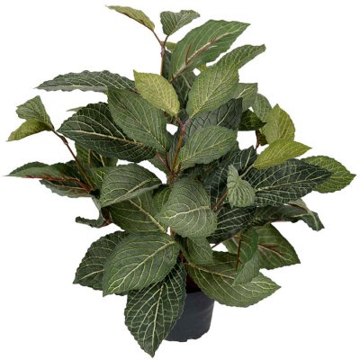 Konstväxt grön fittonia i plastkruka - 40 cm hög